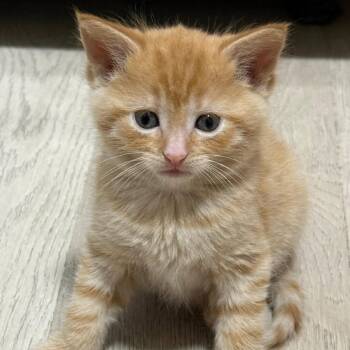 Meg Giry -  Domestic Short Hair Cat for Adoption in Dearborn, Michigan - Meg Giry | PetCurious