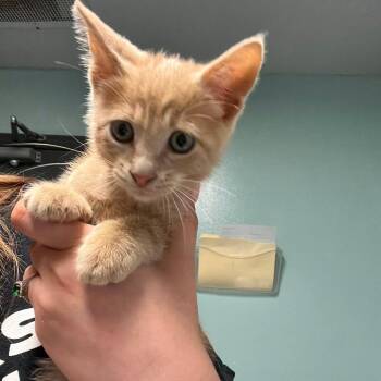 Chester -  Domestic Short Hair Cat for Adoption in Edwardsville, Illinois - Chester | PetCurious