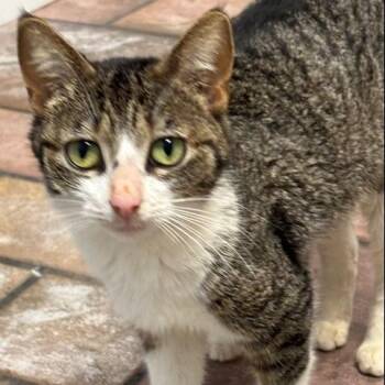 Domestic Short Hair Cats Available for Adoption in Cumming, Georgia - Betty Davis | PetCurious
