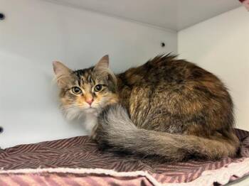 HAZEL -  Domestic Medium Hair Cat Available for Adoption in Peoria, Illinois - HAZEL | PetCurious