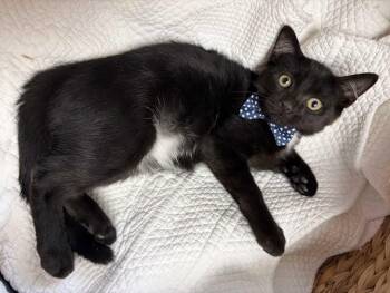 Pepe -  Domestic Short Hair Cat for Adoption in Greensboro, North Carolina - Pepe | PetCurious