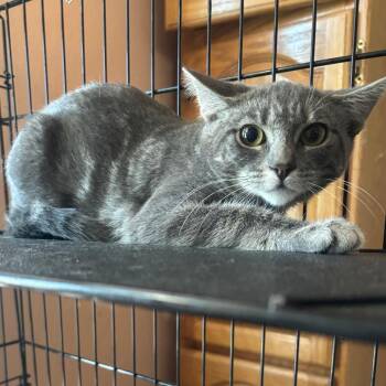 Jalapeno -  Domestic Short Hair Cat for Adoption in Hudson, New York - Jalapeno | PetCurious