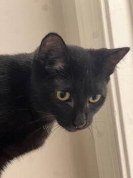 Domestic Short Hair Cats Available for Adoption in Herndon, Virginia - Sprite | PetCurious