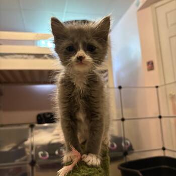 Domestic Long Hair Cats Available for Adoption in Chesapeake Beach, Maryland - Zion | PetCurious
