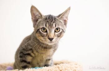 Axel -  Domestic Short Hair Cat for Adoption in Monroe, Georgia - Axel | PetCurious