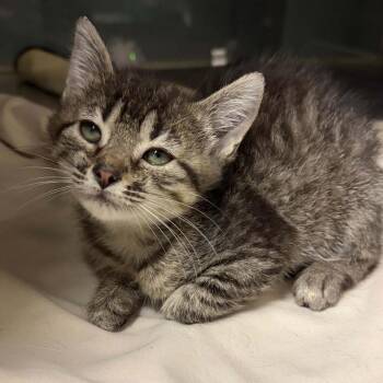 Domestic Short Hair Cats Available for Adoption in Concord, North Carolina - Leah | PetCurious