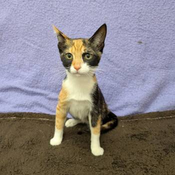 Rosedale (Pre-Adoption) -  Domestic Short Hair Cat for Adoption in Chilliwack, British Columbia - Rosedale (Pre-Adoption) | PetCurious