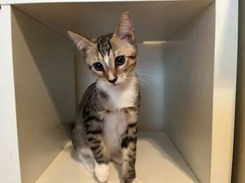 Rescue Tabby Cats for Adoption in Naples, Florida - Fabian | PetCurious