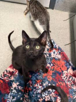 Rescue Domestic Short Hair Cats for Adoption in Fort Collins, Colorado - Minerva | PetCurious