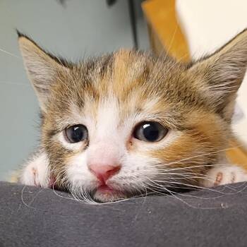 Poppy (Bonded) -  Domestic Short Hair Cat for Adoption in Denver, Colorado - Poppy (Bonded) | PetCurious