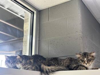 Domestic Short Hair Cats Available for Adoption in Johnson City, Tennessee - Sissy (Strawberry Ln) | PetCurious