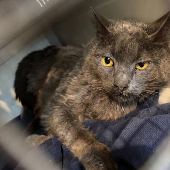 Grayson -  Domestic Short Hair Cat for Adoption in Allentown, Pennsylvania - Grayson | PetCurious