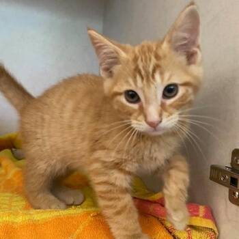 Squints -  Domestic Short Hair Cat for Adoption in Dayton, Ohio - Squints | PetCurious