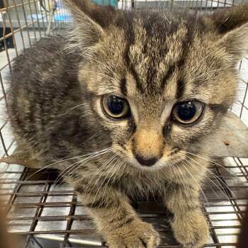 Domestic Short Hair Cats Available for Adoption in Greensboro, North Carolina - Charger | PetCurious