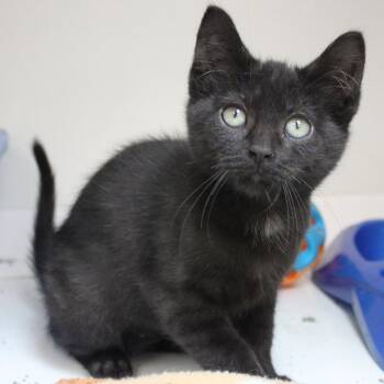 Thicket -  Domestic Short Hair Cat for Adoption in Champaign, Illinois - Thicket | PetCurious