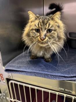 Domestic Long Hair and Domestic Short Hair Cats Available for Adoption - Ellen | PetCurious