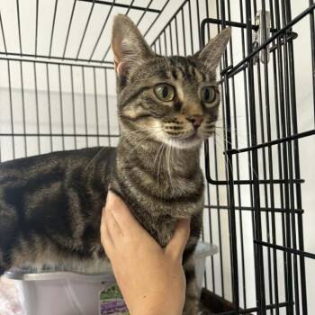 Trail Mix -  Domestic Short Hair Cat for Adoption in Stephenville, Texas - Trail Mix | PetCurious