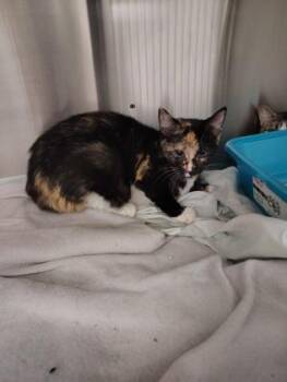 Sadie -  Domestic Short Hair Cat for Adoption - Sadie | PetCurious