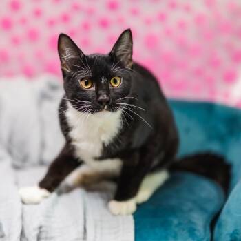 Rescue Domestic Short Hair Cats for Adoption in East St. Louis, Illinois - Coal-C | PetCurious