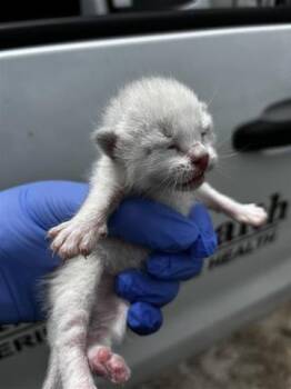 Domestic Short Hair Cats Available for Adoption in Houston, Texas - A653634 | PetCurious