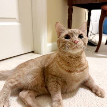 Domestic Short Hair Cats Available for Adoption - Max West | PetCurious