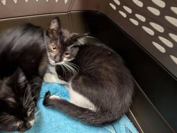 DOLLY -  Domestic Short Hair Cat for Adoption in Kent, Washington - DOLLY | PetCurious