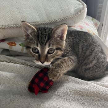 Fiddle -  Domestic Short Hair Cat for Adoption in Harrisonburg, Virginia - Fiddle | PetCurious
