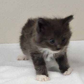 Wuzzy -  Domestic Long Hair Cat for Adoption in Incline Village, Nevada - Wuzzy | PetCurious