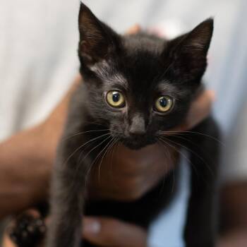 MABEL-30932 -  Domestic Short Hair Cat for Adoption in Memphis, Tennessee - MABEL-30932 | PetCurious