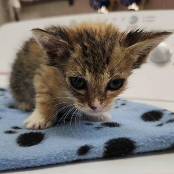 Itsy -  Domestic Short Hair Cat for Adoption in Clearwater, Florida - Itsy | PetCurious