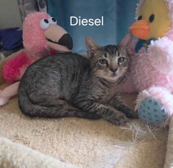 Dawson -  Domestic Short Hair Cat for Adoption in Oviedo, Florida - Dawson | PetCurious