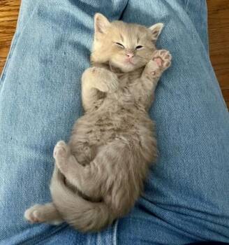 Tabby and Domestic Short Hair Cats Available for Adoption in Vaughan, Ontario - Benson | PetCurious