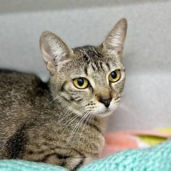 Belle -  Domestic Short Hair Cat for Adoption in Atlanta, Georgia - Belle | PetCurious