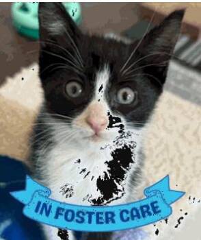 Catman -  Domestic Short Hair Cat for Adoption in Largo, Florida - Catman | PetCurious