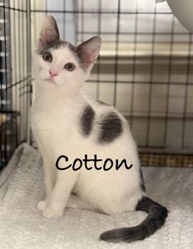 Cotton -  Domestic Short Hair Cat for Adoption in Pawleys Island, South Carolina - Cotton | PetCurious
