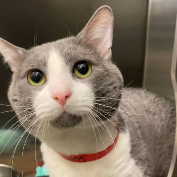 Rescue Domestic Short Hair Cats for Adoption in Los Angeles, California - Pawlo Escobar | PetCurious