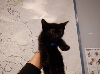A1407004 -  Domestic Short Hair Cat for Adoption in San Jose, California - A1407004 | PetCurious