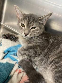 Rescue Domestic Short Hair Cats for Adoption in Richboro, Pennsylvania - Kiwi | PetCurious