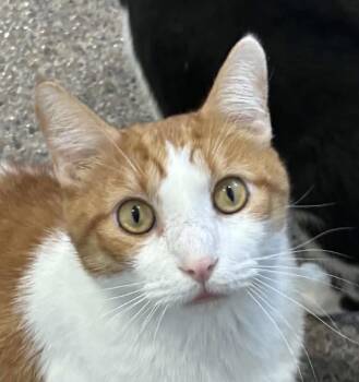 Copper -  Domestic Short Hair Cat for Adoption in Sault Ste. Marie, Michigan - Copper | PetCurious