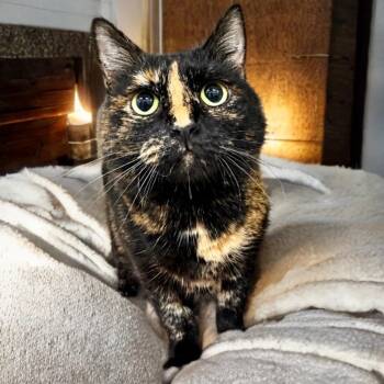 Hootie -  Domestic Short Hair Cat for Adoption in Prince Frederick, Maryland - Hootie | PetCurious