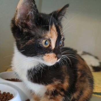 Wammawink -  Domestic Short Hair Cat for Adoption in Davenport, Iowa - Wammawink | PetCurious