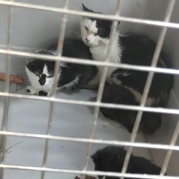 Mama -  Domestic Short Hair Cat for Adoption in Rochester, Minnesota - Mama | PetCurious