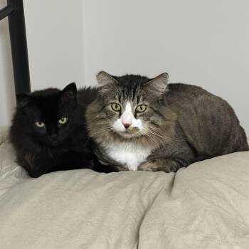 Rescue Domestic Long Hair Cats for Adoption in Kirkland, Washington - Scratchers, Snuggles & A Soft Spot To Land—Meet Bobby & Piper | PetCurious