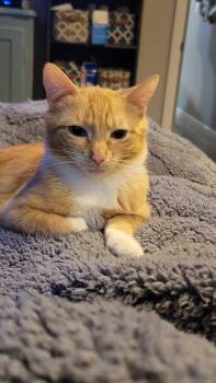 Domestic Short Hair Cats Available for Adoption in Roxbury Township, New Jersey - Wilson  | PetCurious