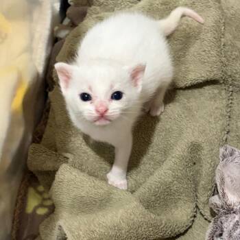 Macaroni Penguin -  Domestic Short Hair Cat for Adoption in Westminster, California - Macaroni Penguin | PetCurious