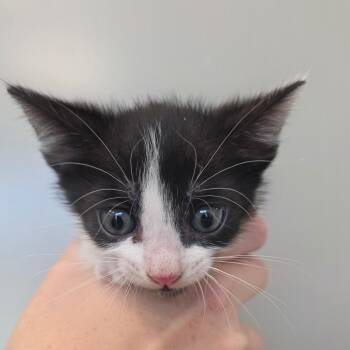 Colby -  Domestic Short Hair Cat for Adoption in Sand Springs, Oklahoma - Colby | PetCurious