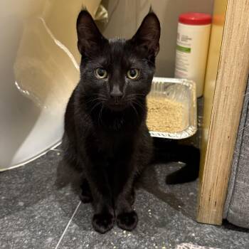 Rescue American Shorthair Cats for Adoption in New York, New York - Bay Crane Dwayne The Rock Johnson | PetCurious