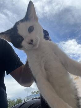 ASTRO -  Domestic Short Hair Cat for Adoption in Palmetto, Florida - ASTRO | PetCurious