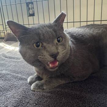Ceniza -  Russian Blue Cat for Adoption in Tucson, Arizona - Ceniza | PetCurious