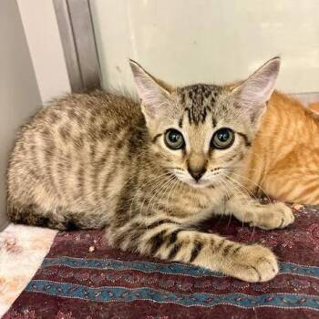 Rishi #2252 -  Domestic Short Hair Cat for Adoption in Buffalo, New York - Rishi #2252 | PetCurious